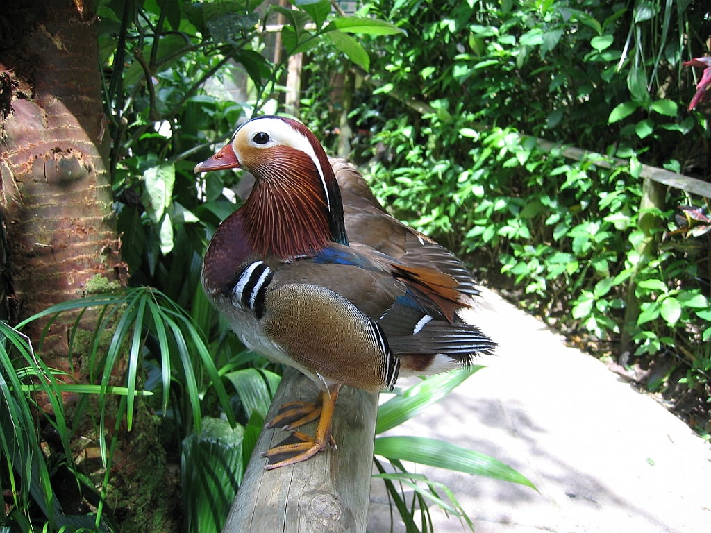 041 Birdworld Kuranda.jpg